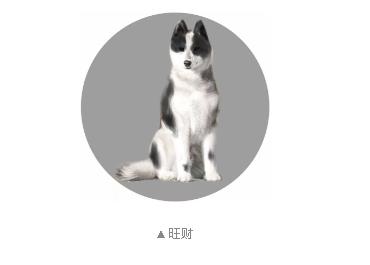 《楚留香》手游激萌宠物系统介绍