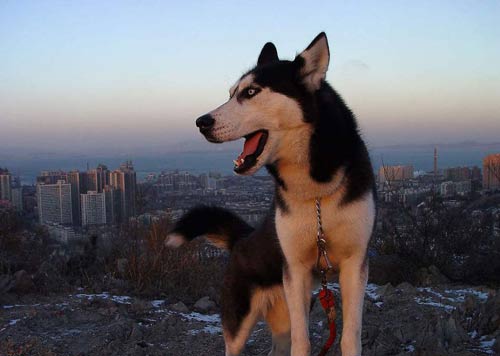 《明日之后》哈士奇怎么样