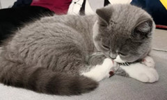 《天天跑酷》考前突击活动大全