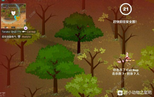 小动物之星什么时候上线_小动物之星公测时间介绍